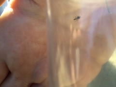 Oxycarenus hyalinipennis