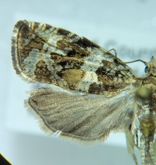 Olethreutes valdanum