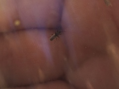 Oxycarenus hyalinipennis