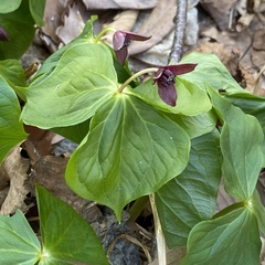 Trillium apetalon