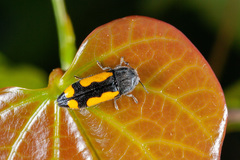 Ptosima gibbicollis