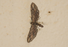 Eupithecia subapicata