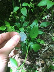 Thaspium trifoliatum