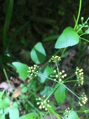 Thaspium trifoliatum