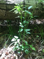 Thaspium trifoliatum