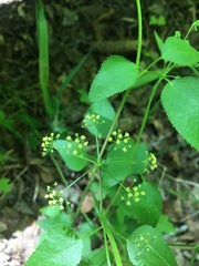 Thaspium trifoliatum