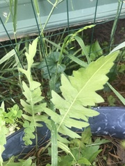 Engelmannia peristenia