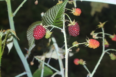 Rubus glaucus