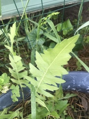 Engelmannia peristenia