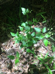 Thaspium trifoliatum
