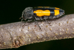 Ptosima gibbicollis