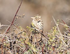Passerculus sandwichensis rostratus