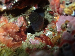 Phallusia fumigata