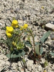 Chylismia claviformis cruciformis