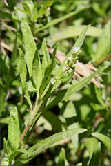Persicaria prostrata