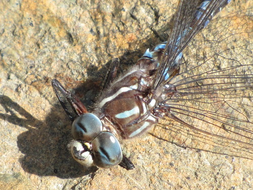 Walker's Darner photo 3