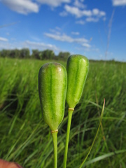 Fritillaria meleagroides