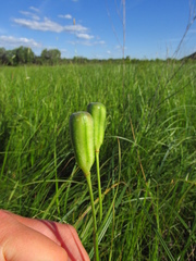 Fritillaria meleagroides