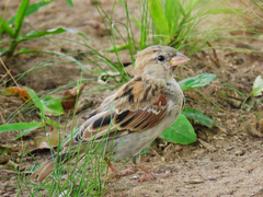 Passer domesticus