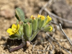 Phacelia lutea lutea