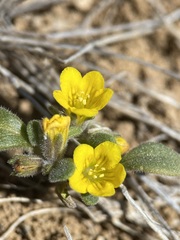 Phacelia lutea lutea