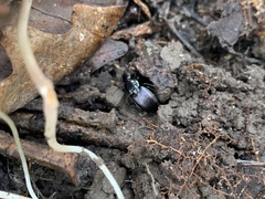 Pterostichus trinarius