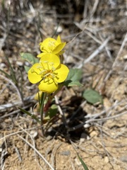 Chylismia claviformis cruciformis