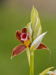Phaius