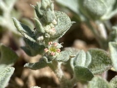 Atriplex powellii