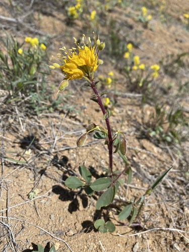 Image of Cleomella platycarpa by (c) Matt Berger, some rights reserved (CC BY)
