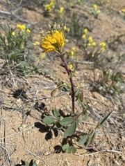 Cleomella platycarpa