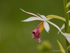 Phaius