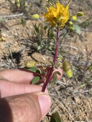 Cleomella platycarpa