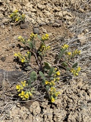 Phacelia lutea lutea