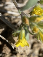 Phacelia lutea lutea