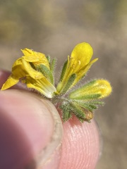 Phacelia lutea lutea