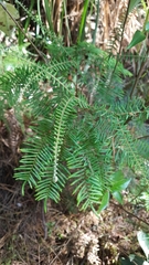 Gleichenia ×punctulata