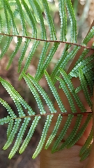 Gleichenia ×punctulata