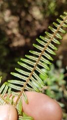 Gleichenia ×punctulata