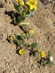 Phacelia lutea lutea