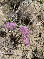 Allium anceps