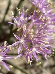 Allium anceps