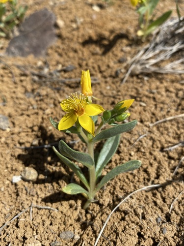 Smooth stickleaf (Mentzelia mollis)