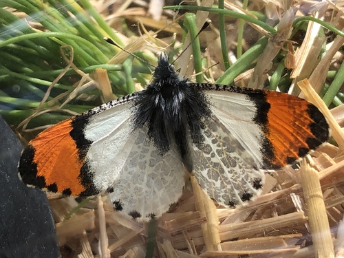 Julia Orangetip
