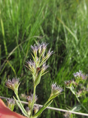 Nepeta parviflora