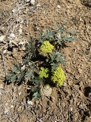 Cymopterus glomeratus greeleyorum