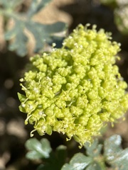 Cymopterus glomeratus greeleyorum