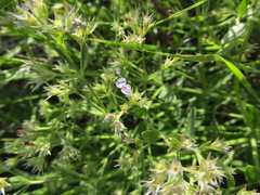 Nepeta parviflora