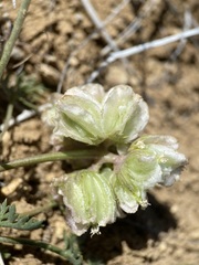 Cymopterus glomeratus greeleyorum