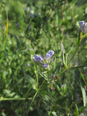 Nepeta parviflora
